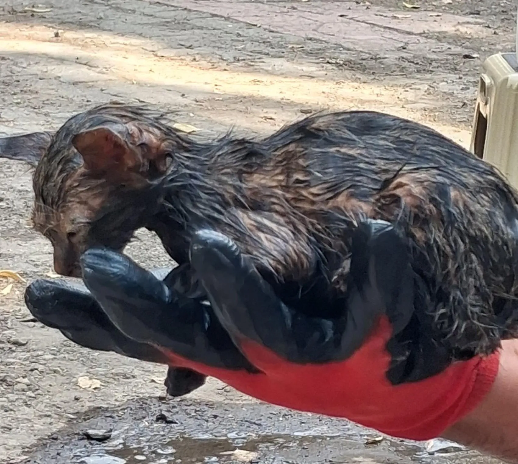 Patnos'ta zifte saplanan yavru kedi itfaiye ekiplerince kurtarıldı
