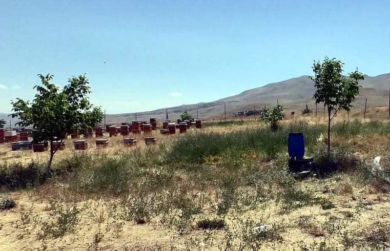 Van Zilan Yaylası'nda görülen dev çekirgeler bölge halkını şaşırttı