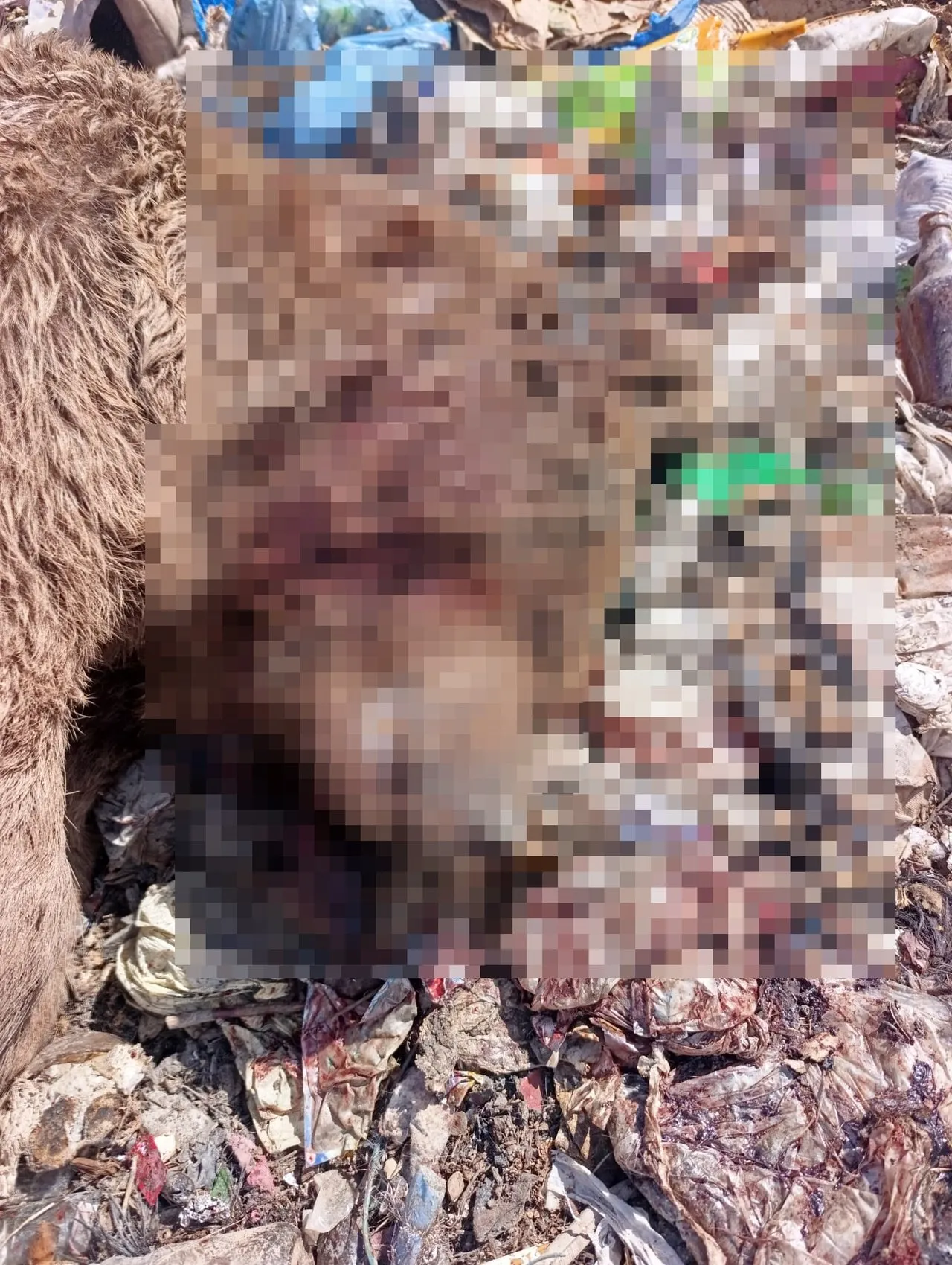 Bingöl Kiğı'da üç bozayı silahla vurularak öldürülmüş halde bulundu