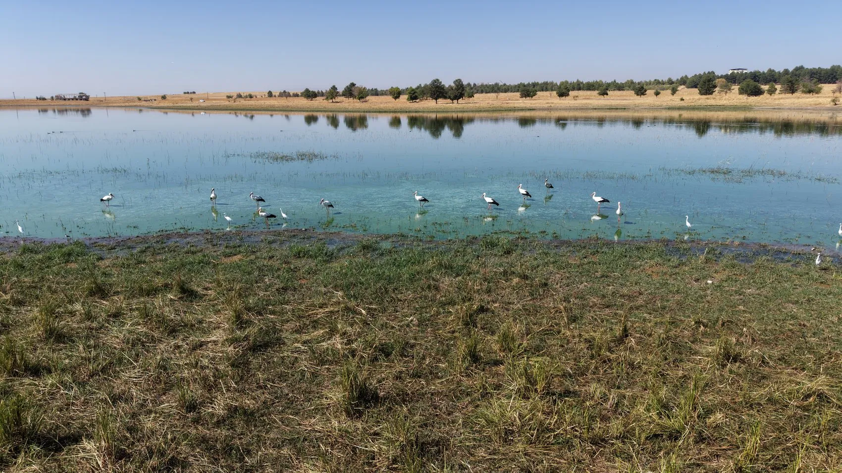 Afrika yolundaki göçmen kuşlar Diyarbakır'da mola verdi