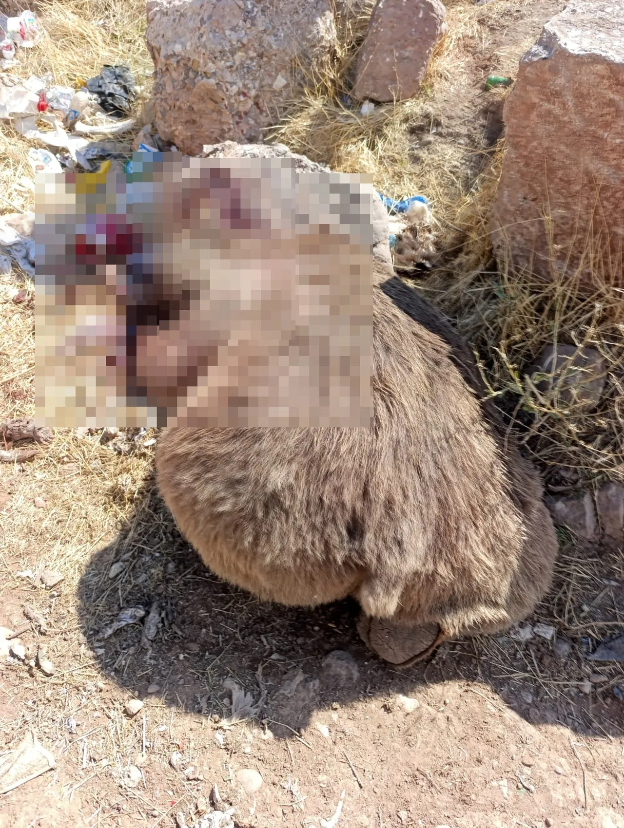 Bingöl Kiğı'da üç bozayı silahla vurularak öldürülmüş halde bulundu