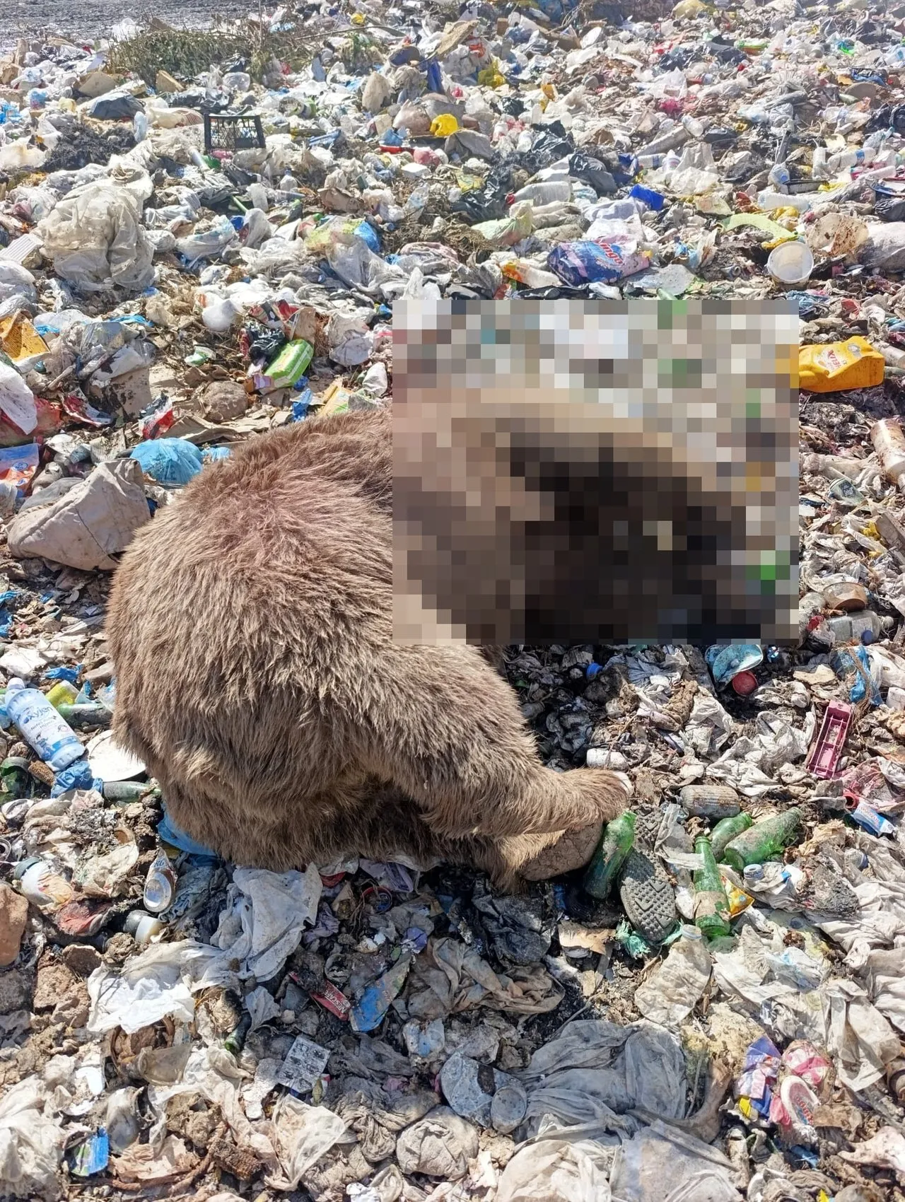 Bingöl Kiğı'da üç bozayı silahla vurularak öldürülmüş halde bulundu