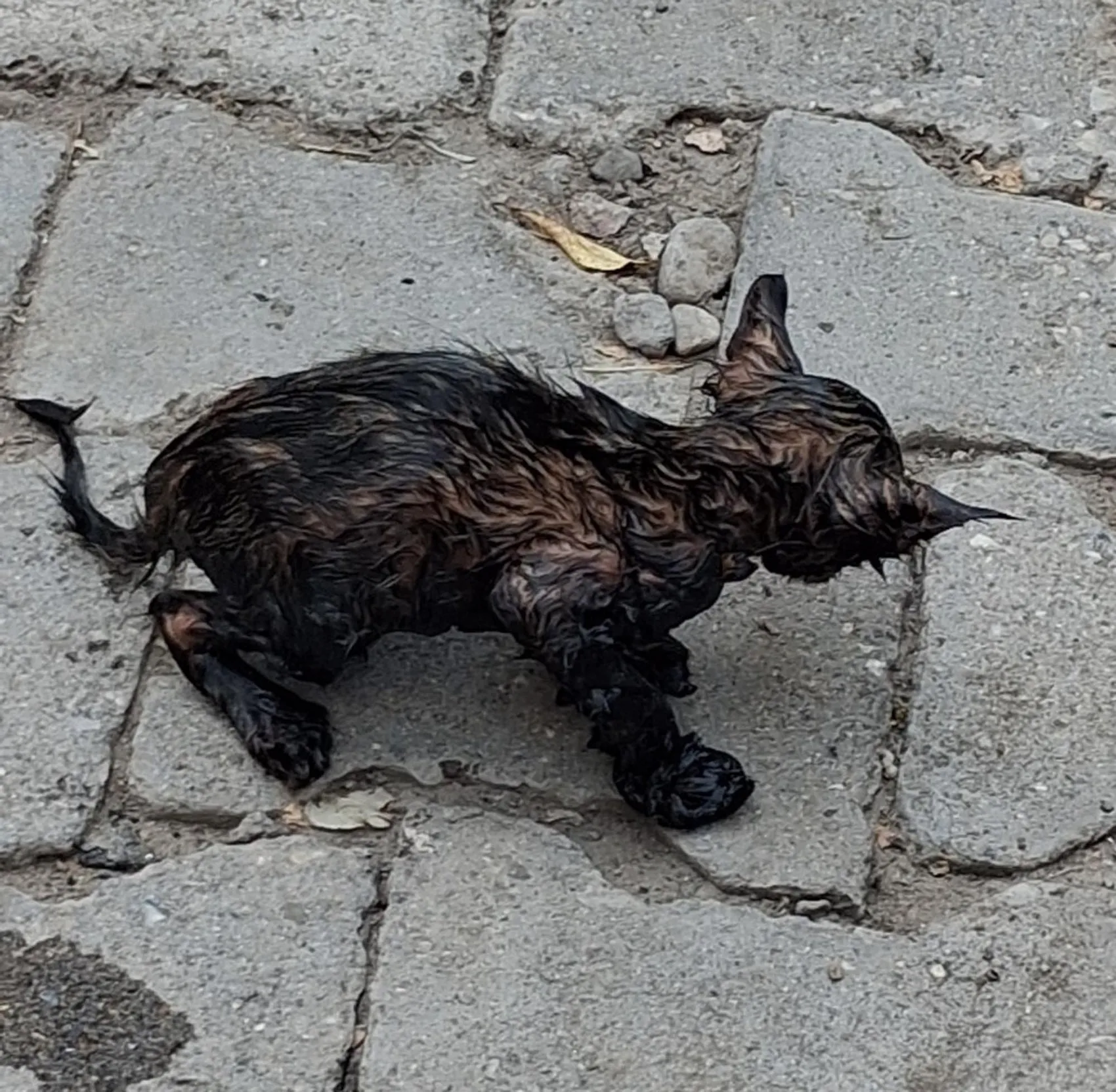 Patnos'ta zifte saplanan yavru kedi itfaiye ekiplerince kurtarıldı