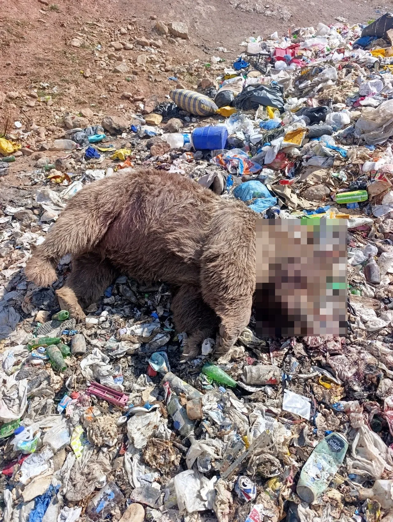 Bingöl Kiğı'da üç bozayı silahla vurularak öldürülmüş halde bulundu