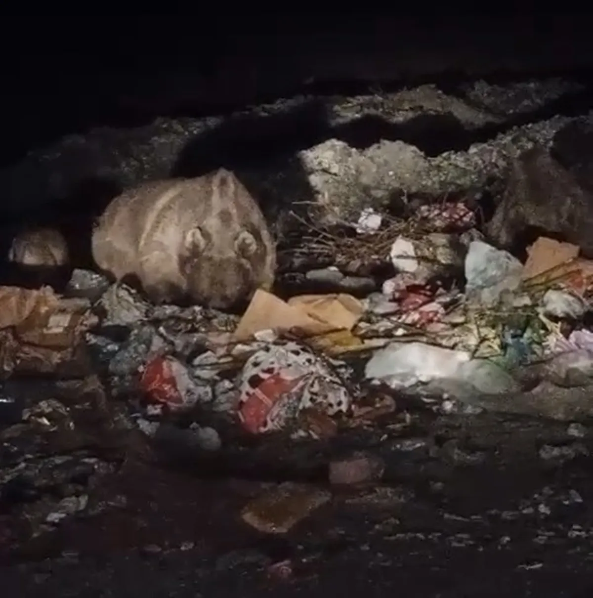 Bingöl'de ayı ve kurtlar yerleşim yerlerine kadar indi