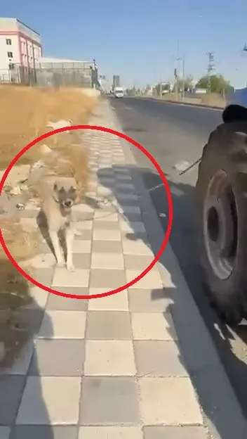 Diyarbakır'da traktöre bağlanan köpeğin zor anları kameraya yansıdı