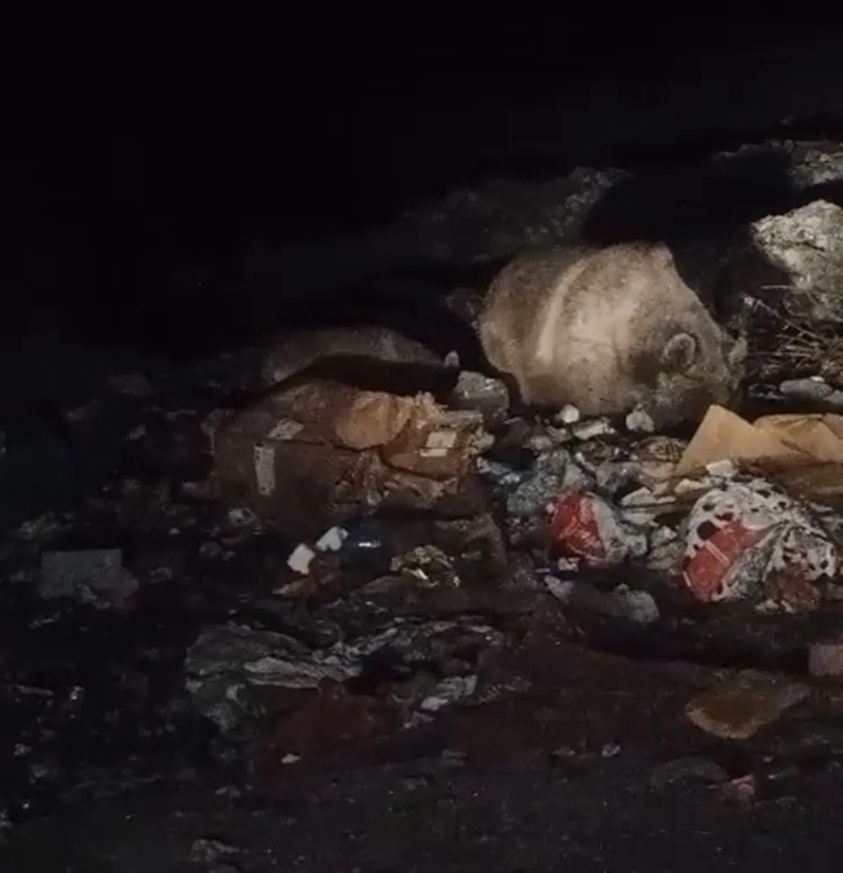 Bingöl'de ayı ve kurtlar yerleşim yerlerine kadar indi