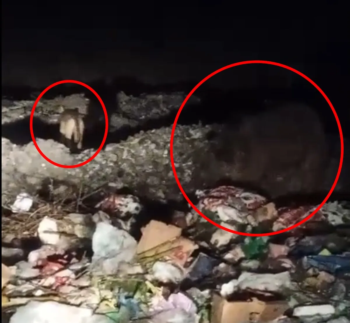 Bingöl'de ayı ve kurtlar yerleşim yerlerine kadar indi