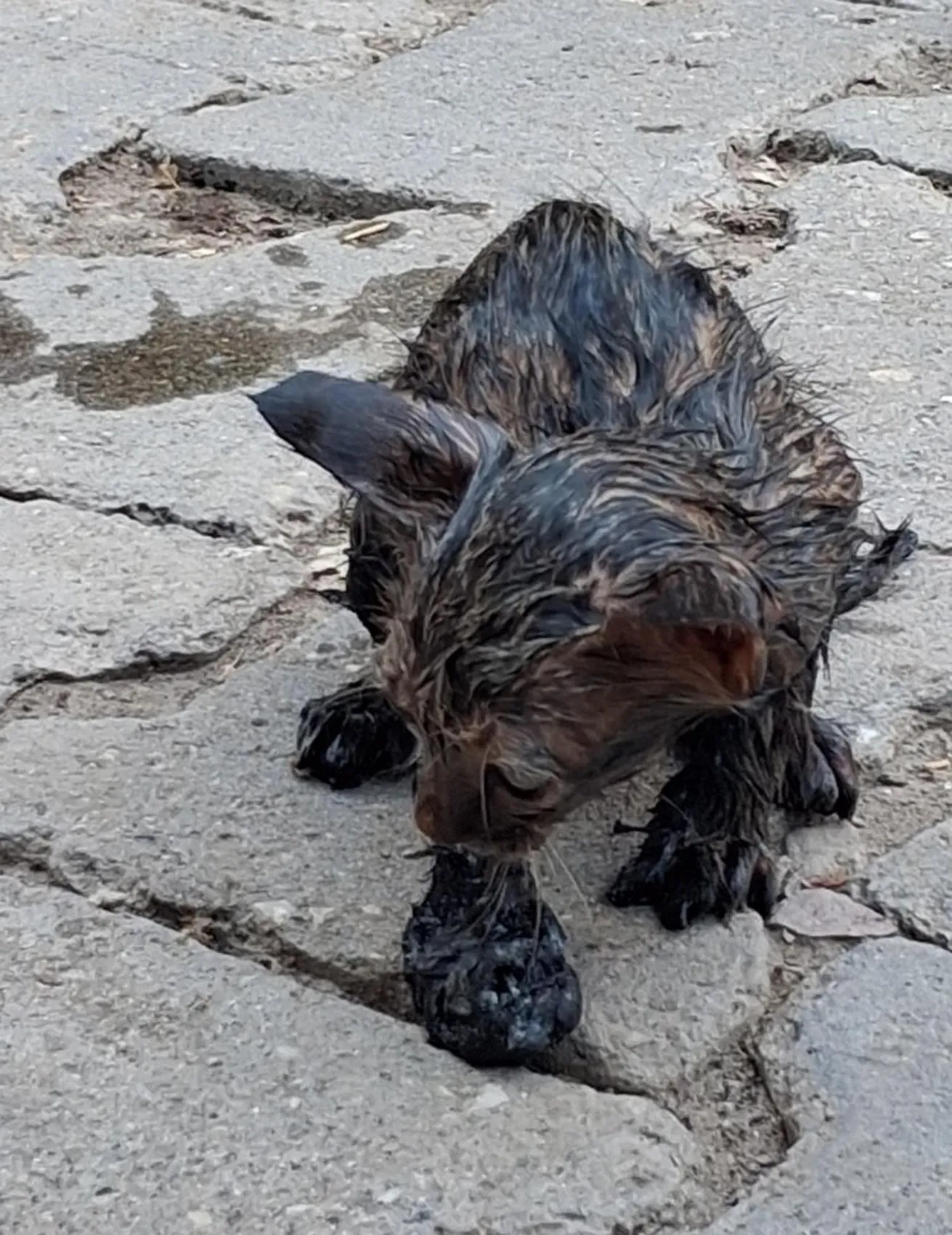 Patnos'ta zifte saplanan yavru kedi itfaiye ekiplerince kurtarıldı