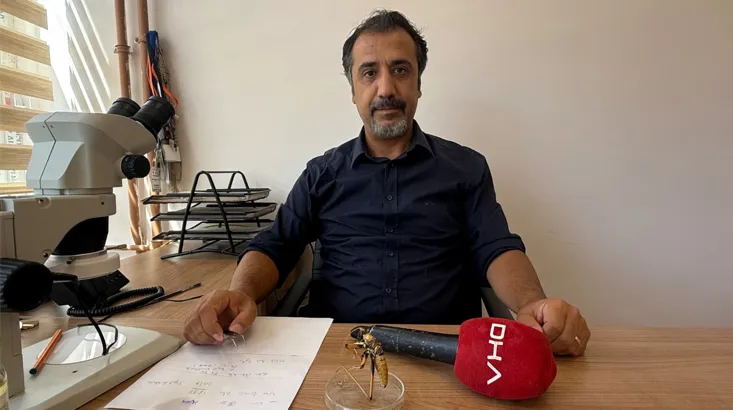 Van Zilan Yaylası'nda görülen dev çekirgeler bölge halkını şaşırttı