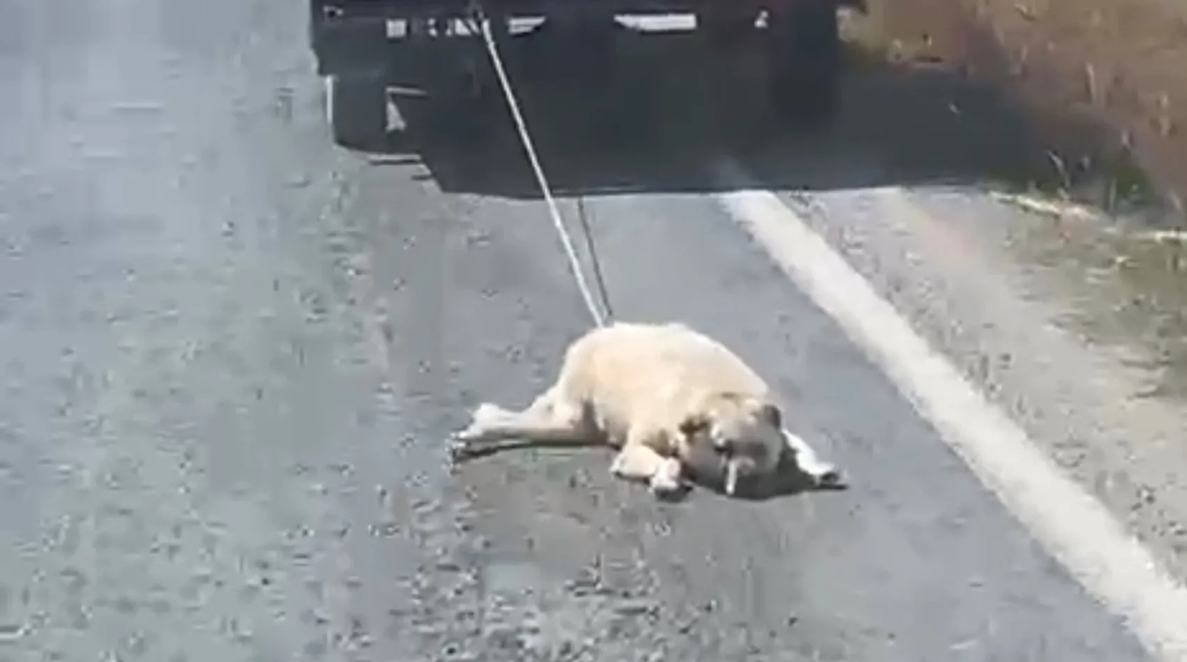 Şanlıurfa'da kamyonet arkasında köpeği sürükleyen sürücüye tepki yağdı