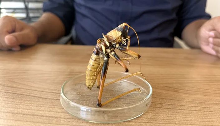 Van Zilan Yaylası'nda görülen dev çekirgeler bölge halkını şaşırttı